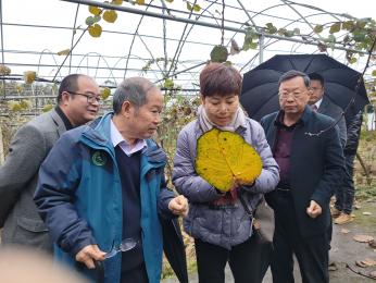 西南大学、四川农业大学项目组联合在重庆黔江开展猕猴桃主要病害绿色防控技术培训