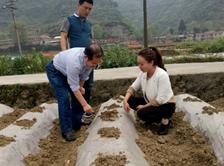 丁伟教授在贵州遵义调研烟区备栽工作