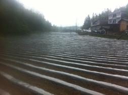 西南大学丁伟教授冒雨参加重庆市烤烟移栽现场会并发言