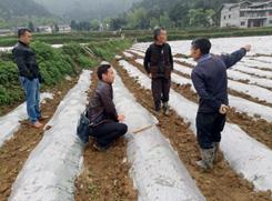 正安基地项目示范区及试验地完成移栽工作