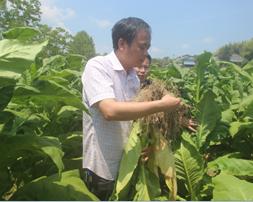 烟草根茎病害项目组赴江西、福建、广东、湖南调研取样
