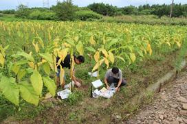 全国烟草根茎病害根际微生态特征调研与取样-皖南行