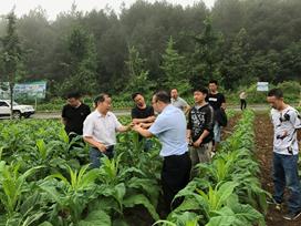 国家局绿色防控重大专项-根茎病害首席专家丁伟教授赴渝东南烟区调研