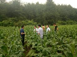 重庆烟草专卖局李纯林副巡视再赴彭水视察绿色防控工作
