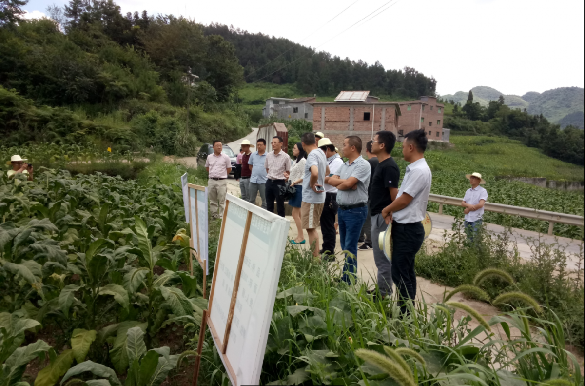四川省烟草公司科技处处长雷强一行赴泸州双沙基地根茎病害示范区进行科技项目中期现场检查