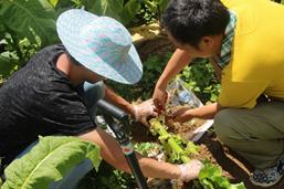 烟草根茎病害项目组赴重庆、湖南、湖北、陕西调研取样
