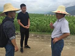 丁伟教授一行再次赴检冕宁示范区检查 基地烤烟采烤工作顺利进行