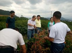 丁伟教授一行赴石柱、彭水调研