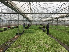 彭水润溪基地单元示范区开启全面移栽工作