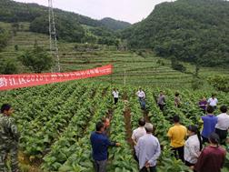黔江区召开烟草绿色防控宣传现场会