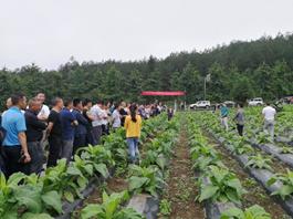 彭水县绿色防控宣传周现场观摩会在我研究基地召开