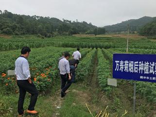 项目组成员赴云南腾冲调研万寿菊病害发生情况