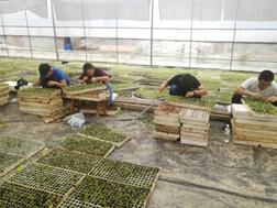 研究生再赴涪陵开展榨菜基质拌菌实验间苗和菌剂施用