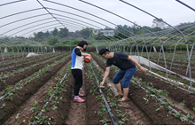 研究室成员赴璧山进行草莓药效试验和数据采集