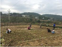 涪陵榨菜基地移栽工作顺利完成