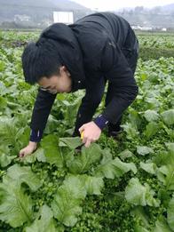 研究室成员赴涪陵调查榨菜相关试验数据