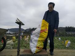 研究室成员赴涪陵完成榨菜基地测产工作