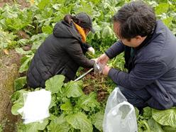 研究室成员赴涪陵采集榨菜根肿病发病后期根际土样样品