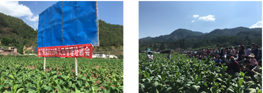 会理益门烟点顺利召开2019年田间生产管理培训现场会