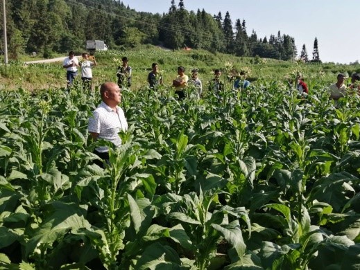 酉阳苍岭示范基地打顶现场会顺利展开