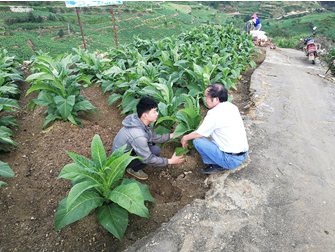 丁伟教授赴攀枝花烟草基地单元调研指导工作