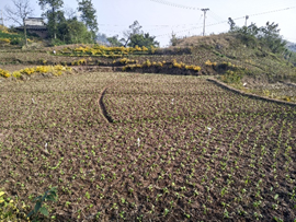 涪陵榨菜基地移栽工作顺利完成