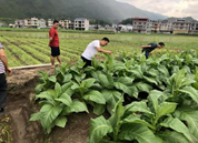 湖南湘西基地单元对湘西各烟区主要烟草病害进行普查