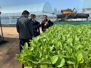“微生态调控防治烟草青枯病关键技术研究及集成应用”项目示范区建设顺利开展