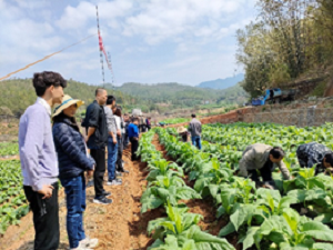 “微生态调控防治烟草青枯病关键技术研究及集成应用”项目组赴广东梅州开展病害调查和取样