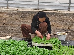 4湖南花垣县第一次烟苗剪叶.jpg