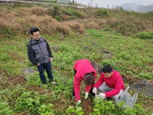 6湖南凤凰发病地块与不发病地块采样.jpg