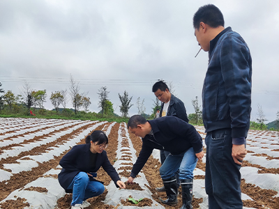 西南大学微生物过程与病害控制研究中心研究生王垚赴贵州省遵义烟区开展项目工作