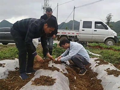 王垚研究员现场示范烟苗移栽方法.jpg