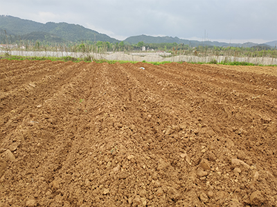 湘西州花垣示范区起垄.jpg