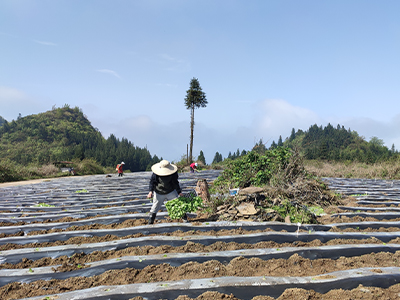 西南大学烟草植保团队赴彭水润溪烟草基地开展品种项目移栽工作
