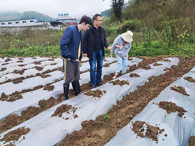 调查核心示范区软体害虫危害情况.jpg