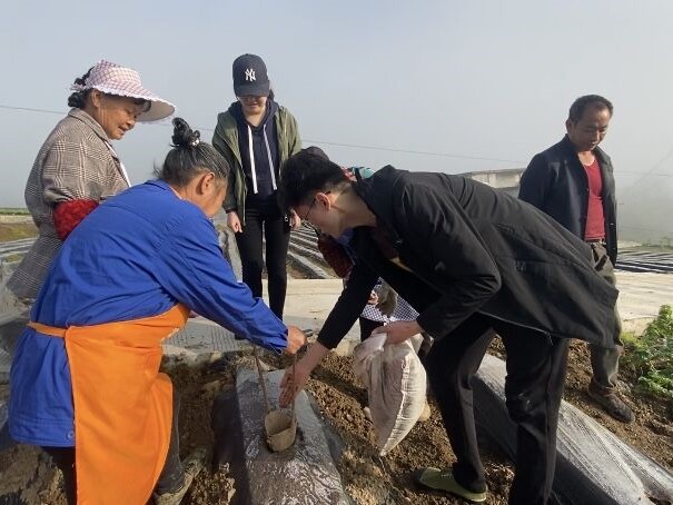 重庆市黔江区邻鄂基地核心示范区移栽工作顺利完成