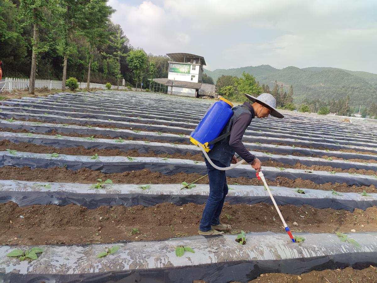 各基地核心示范区开展研究中心自制有益菌发酵液灌根工作