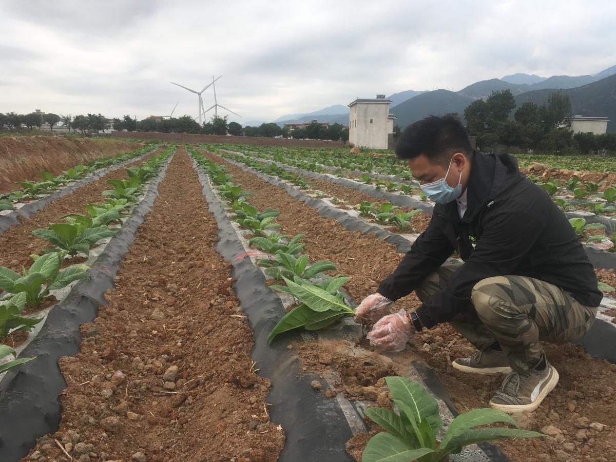西南大学烟草植保团队成员采集四川主栽品种烟草根际土壤.JPG