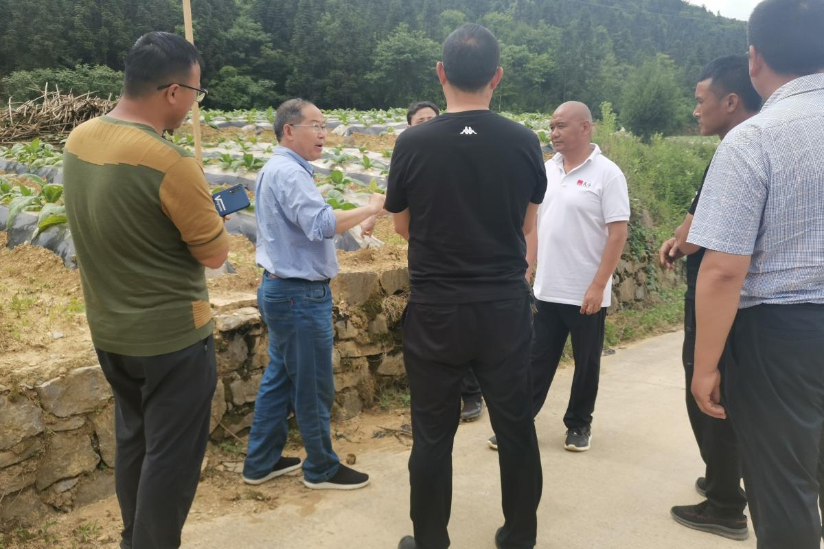 图2  丁伟教授向烟站人员讲解烟株发病原因.jpg