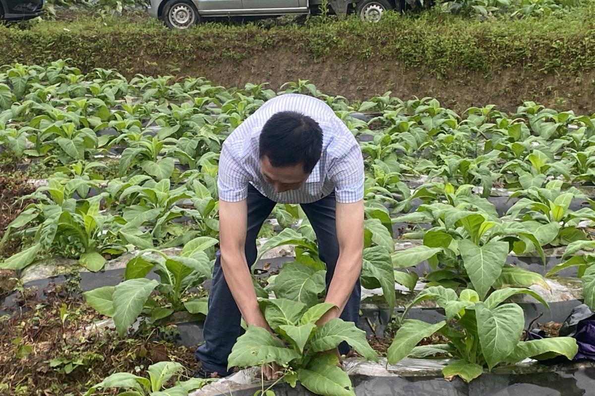 图2  曾应合点长示范培土技术.jpg