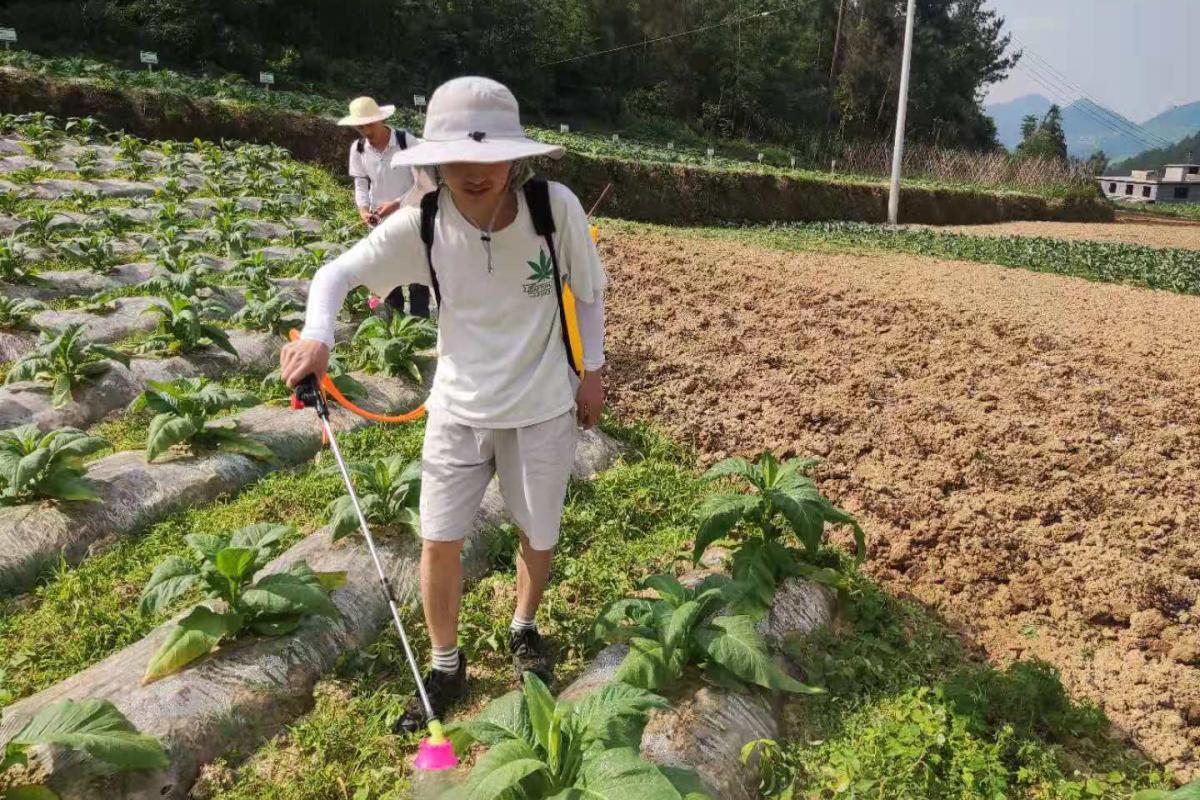 图3  进行诱导抗性药剂喷雾.jpg