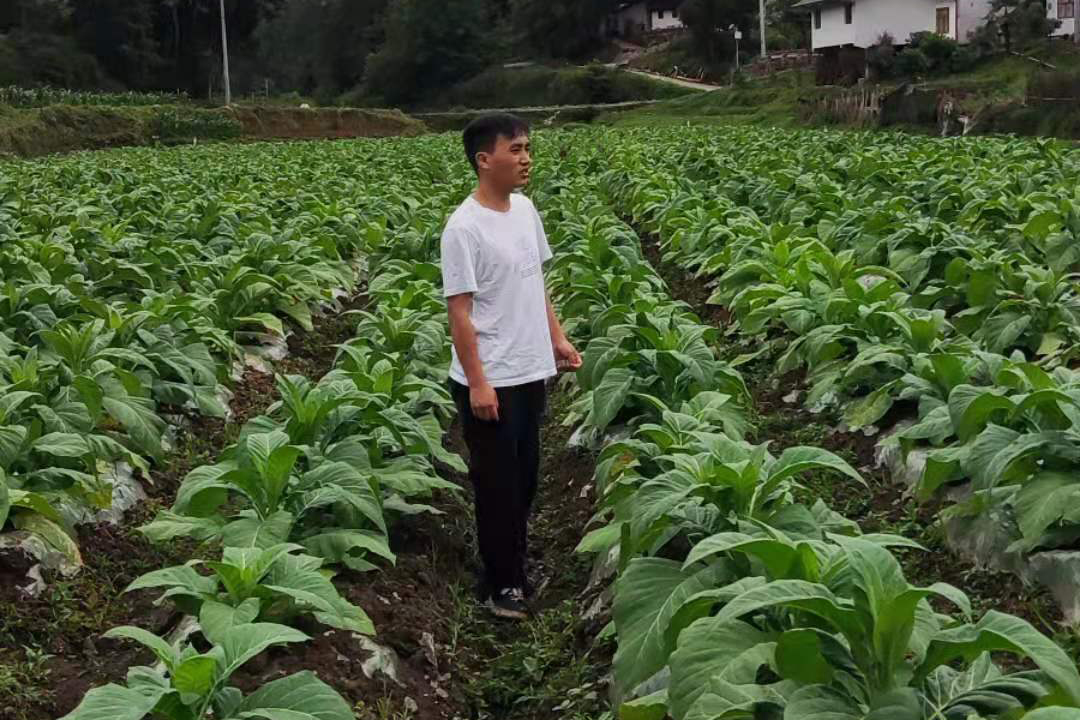 图4  调查正安基地烟株发病情况.jpg