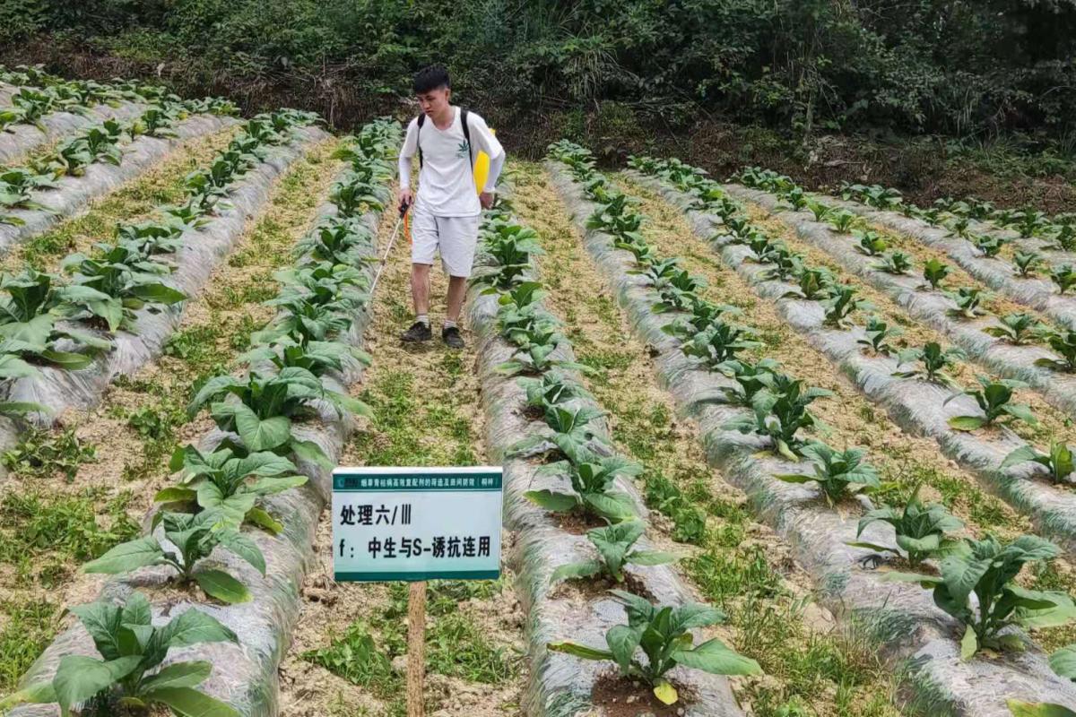 图5  在桐梓基地进行药剂灌根.jpg