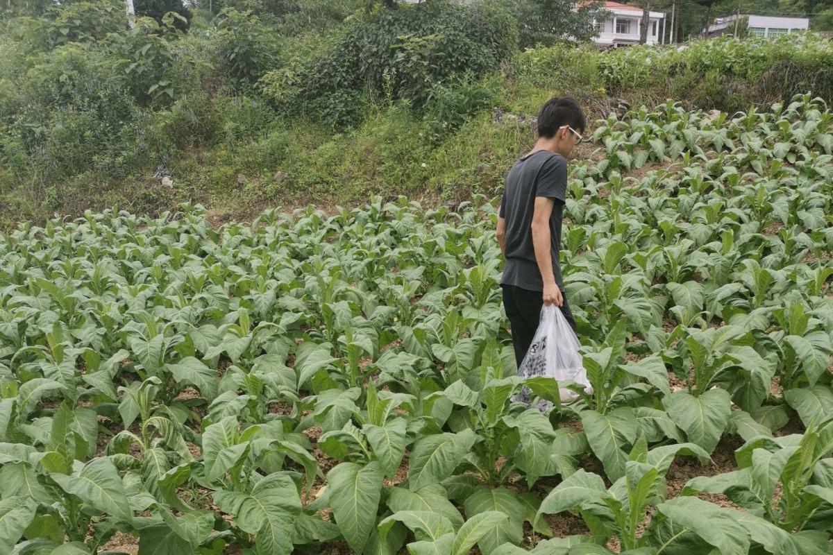 图2  调查烟草发病情况.jpg