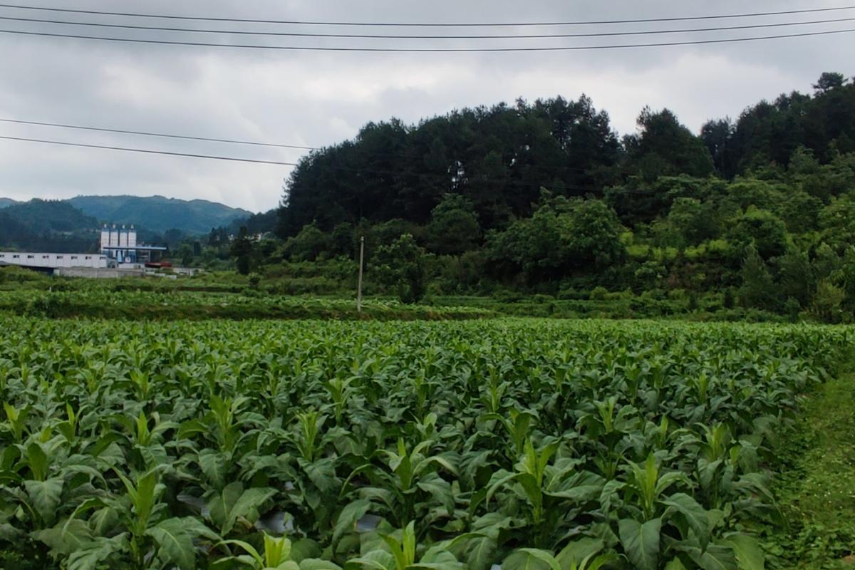 图2  桐梓核心示范区烟草长势.jpg