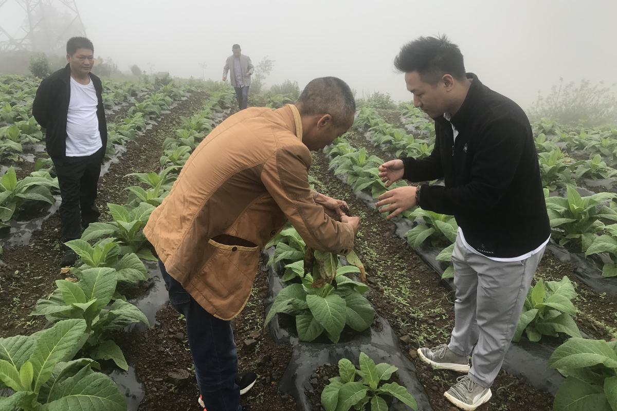 图3  调查田间病害发生情况.jpg