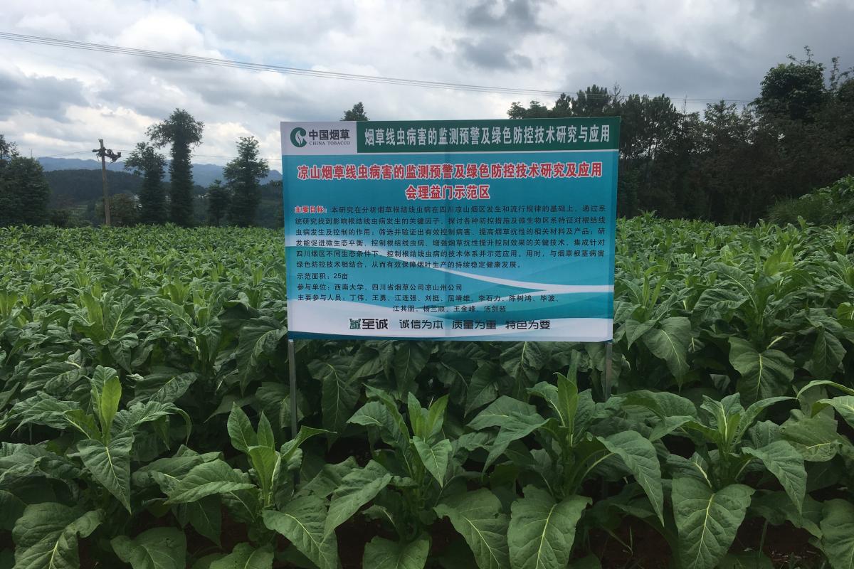 西南大学烟草植保团队赴凉山州会理烟草研究基地开展项目工作