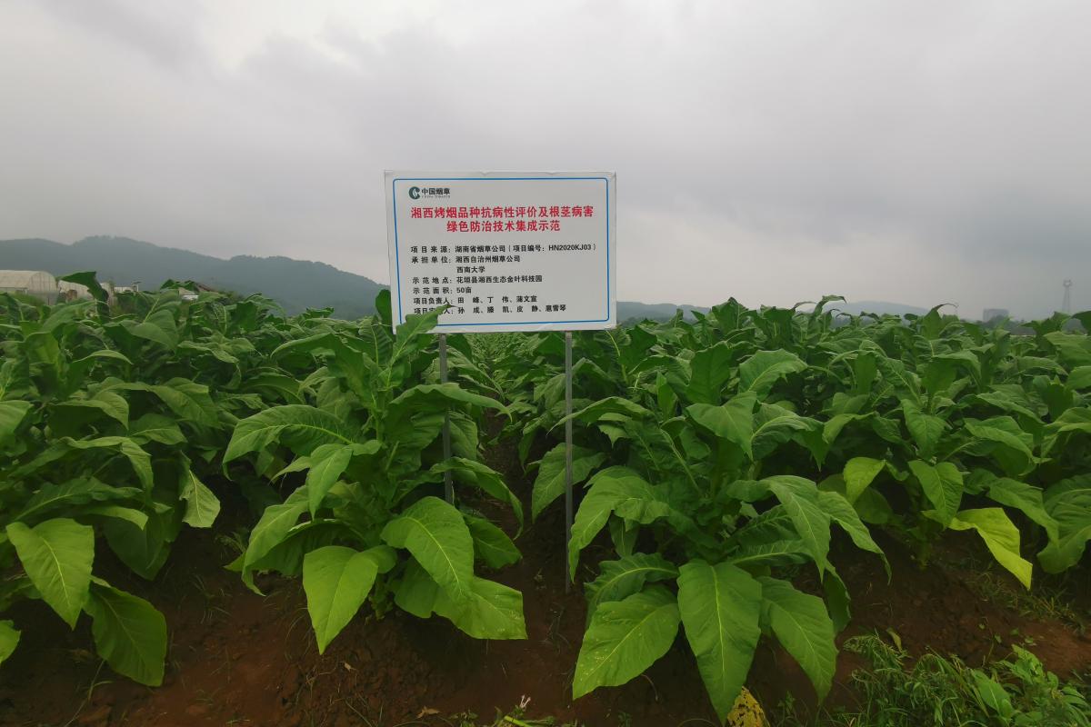 花垣烟草研究基地接受湘西州烟草公司田峰主任视察指导