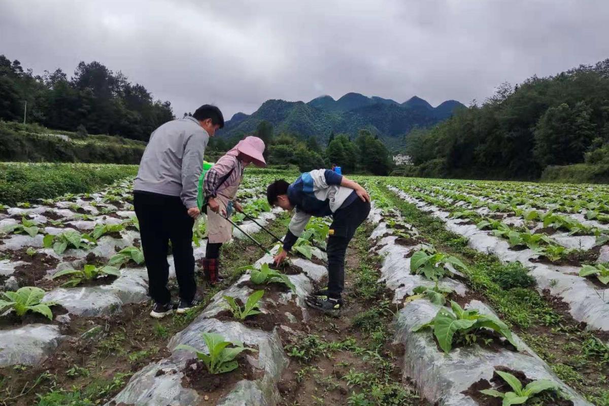 图3  核心示范区生防菌剂的施用.jpg